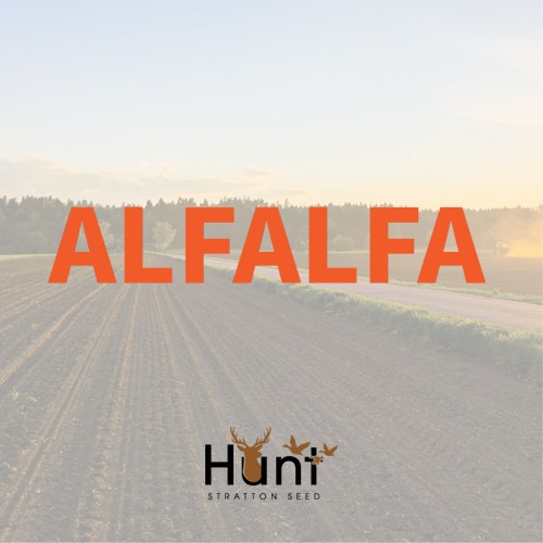 Alfalfa