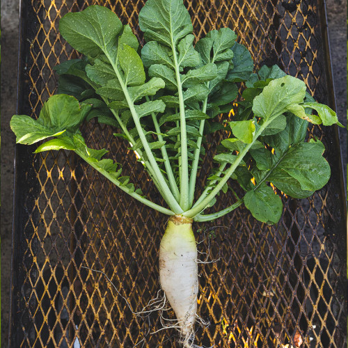 endurance-radish-plant_1080x.jpg