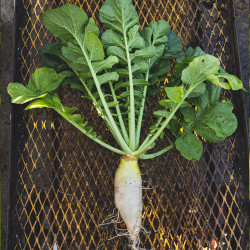 endurance-radish-plant_1080x.jpg